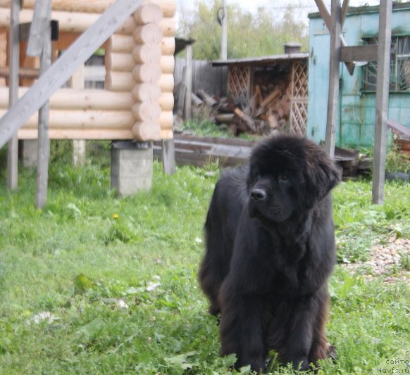 Фото: ньюфаундленд Markiz Maximilien de Mark (Маркиз Максимельен Де Марк)