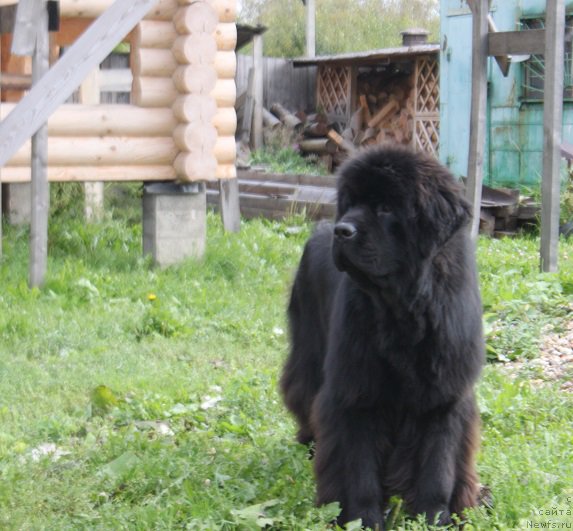 Фото: ньюфаундленд Markiz Maximilien de Mark (Маркиз Максимельен Де Марк)