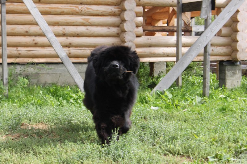 Фото: ньюфаундленд Markiz Maximilien de Mark (Маркиз Максимельен Де Марк)