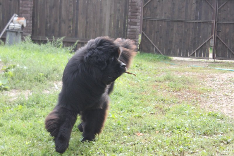 Фото: ньюфаундленд Markiz Maximilien de Mark (Маркиз Максимельен Де Марк)