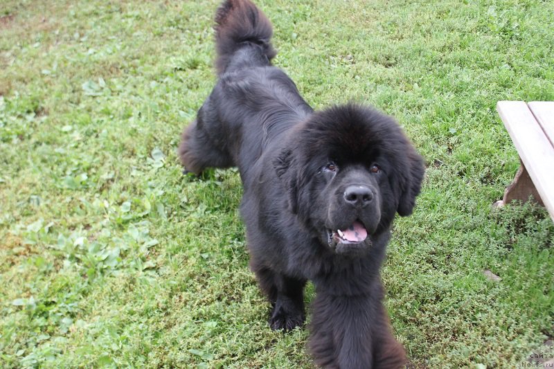 Фото: ньюфаундленд Markiz Maximilien de Mark (Маркиз Максимельен Де Марк)