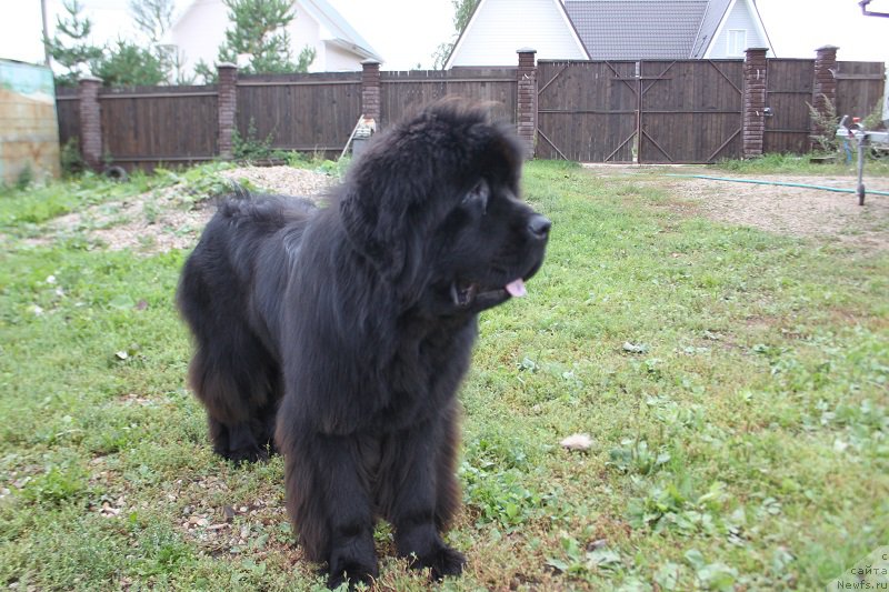 Фото: ньюфаундленд Markiz Maximilien de Mark (Маркиз Максимельен Де Марк)