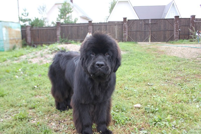 Фото: ньюфаундленд Markiz Maximilien de Mark (Маркиз Максимельен Де Марк)