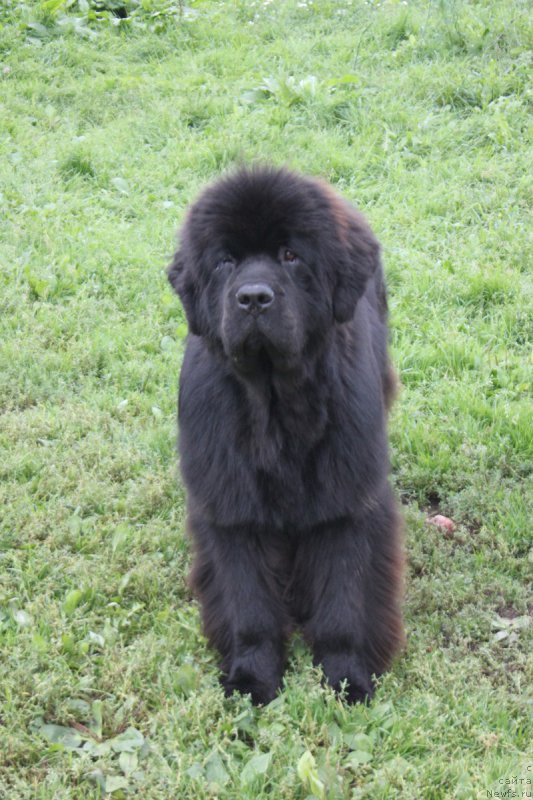 Фотография № 190797