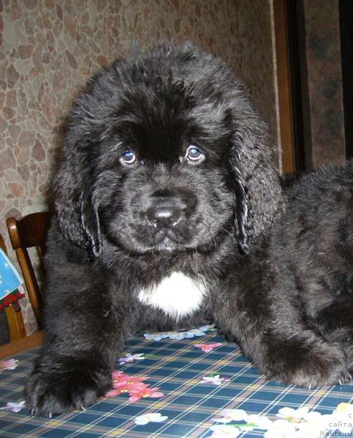 Фото: ньюфаундленд Super Bizon Antaliya (Супер Бизон Анталия)