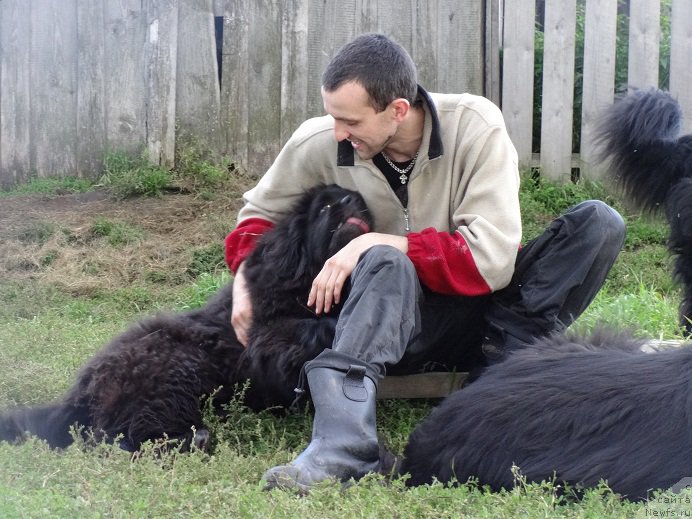 Фото: ньюфаундленд Kiper Soul Smayli dlya N'yufort (Кипер Соул Смайли для Ньюфорт)