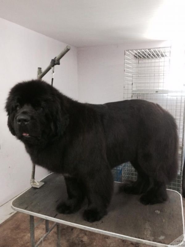 Фотография № 190820