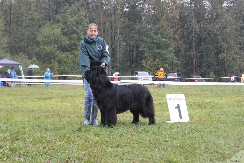 Фото: ньюфаундленд Toptyzhka Galatea Morskaya Nereida (Топтыжка Галатея Морская Нереида)