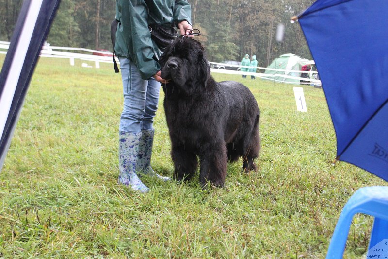 Фото: ньюфаундленд Toptyzhka Galatea Morskaya Nereida (Топтыжка Галатея Морская Нереида)