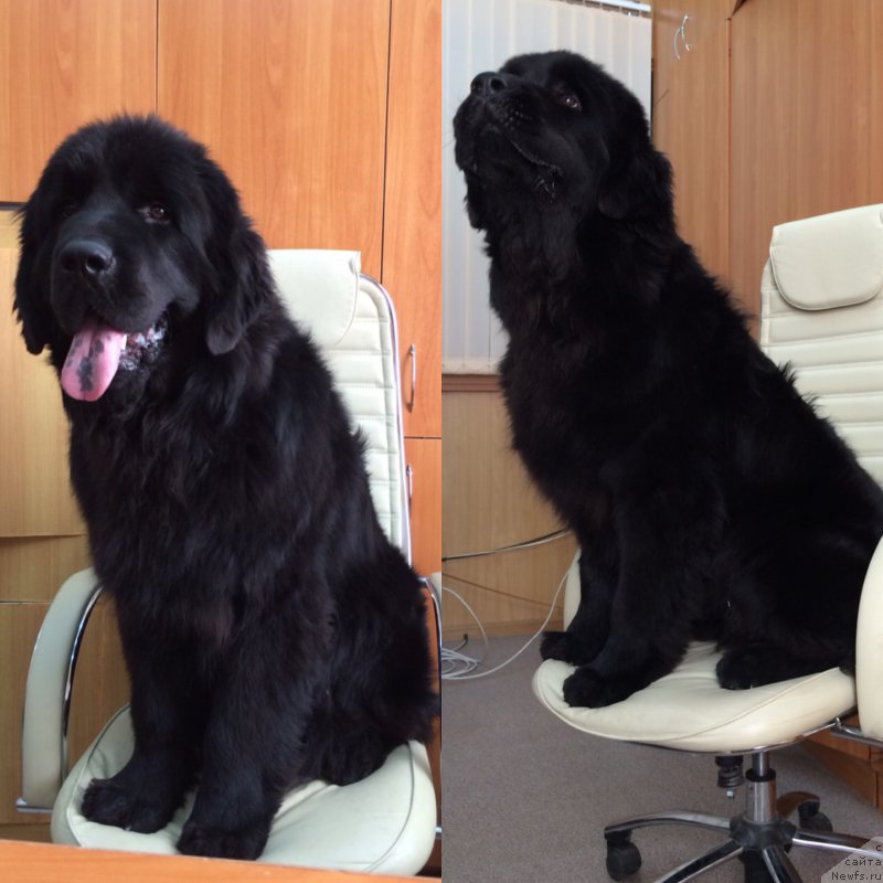 Фото: ньюфаундленд N'yu-Pom-SHir Bond Djeyms (Нью-Пом-Шир Бонд Джеймс)