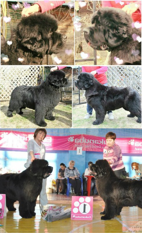 Фото: ньюфаундленд S'Nezhnaya Vjuga Alyaniko del Vulture (С'Нежная Вьюга Альянико Дель Вультуре), ньюфаундленд Overture iz Medvejyego Yara (Увертюра из Медвежьего Яра)