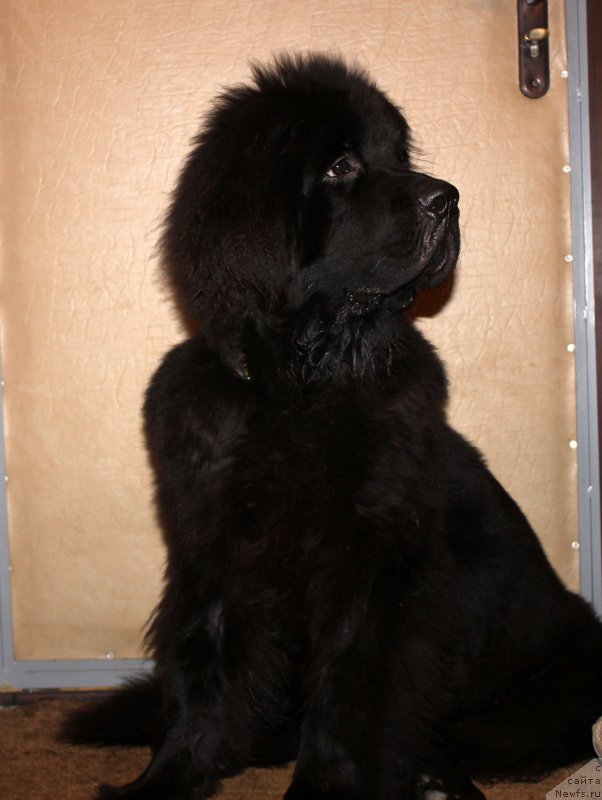 Фотография № 190834