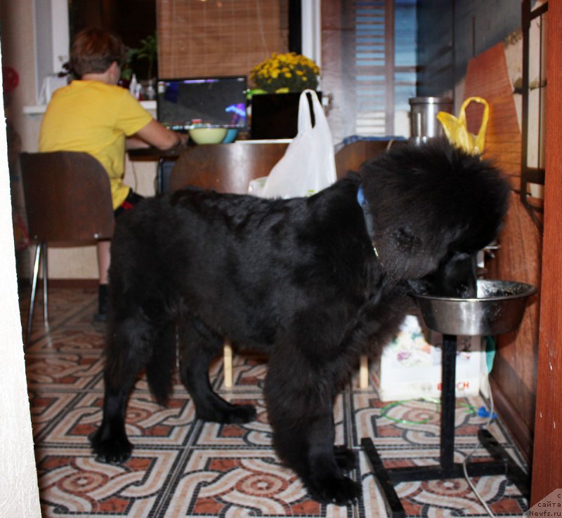 Фото: ньюфаундленд CHernyiy Balu Evsey (Черный Балу Евсей)