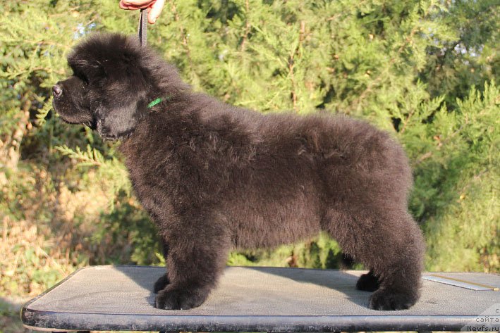 Фото: ньюфаундленд Zhermen s Berega Dona (Жермен с Берега Дона)