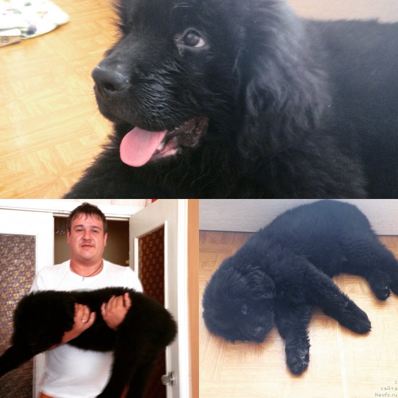 Фото: ньюфаундленд CHernyiy Balu Jerar (Черный Балу Жерар), Pavel Tupikov (Павел Тупиков)