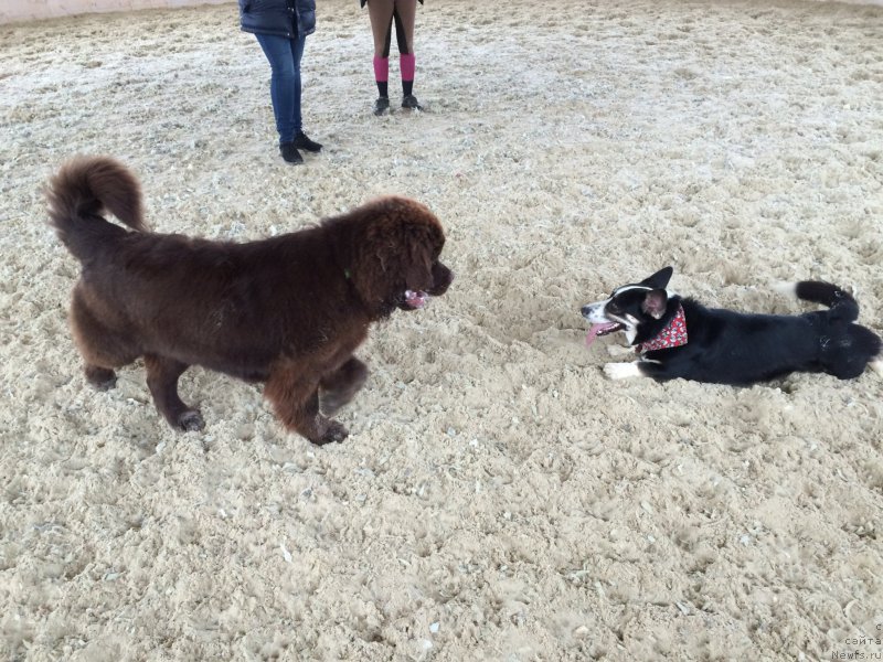 Фото: ньюфаундленд N'yufort Vasabi (Ньюфорт Васаби)