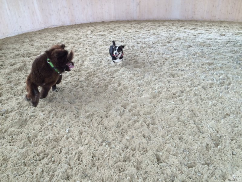 Фото: ньюфаундленд N'yufort Vasabi (Ньюфорт Васаби)