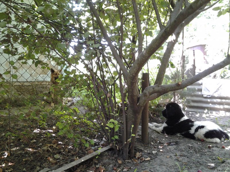 Фото: ньюфаундленд Dar Bogov from Rashn Bear (Дар Богов фром Рашн Беар)