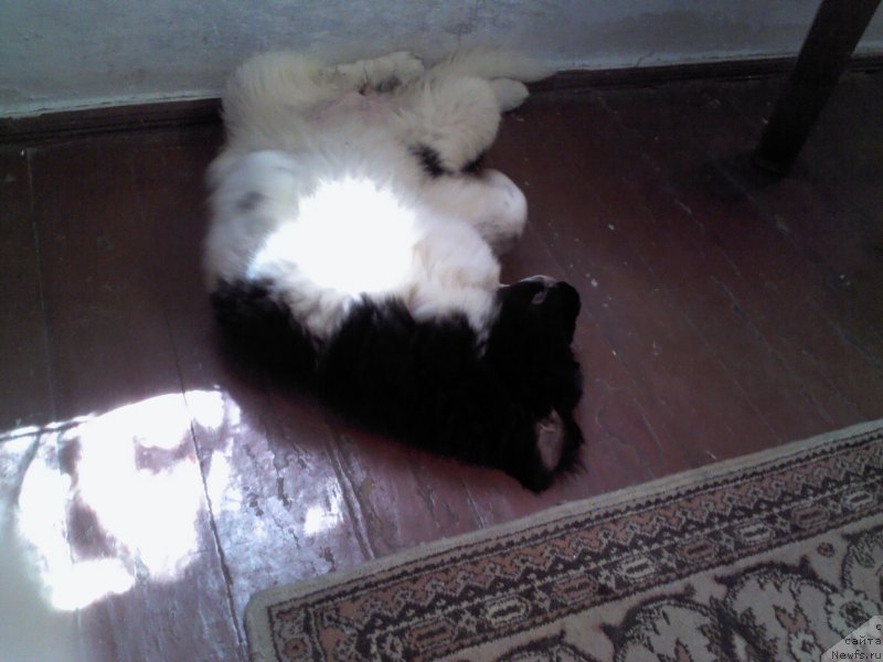 Фото: ньюфаундленд Dar Bogov from Rashn Bear (Дар Богов фром Рашн Беар)