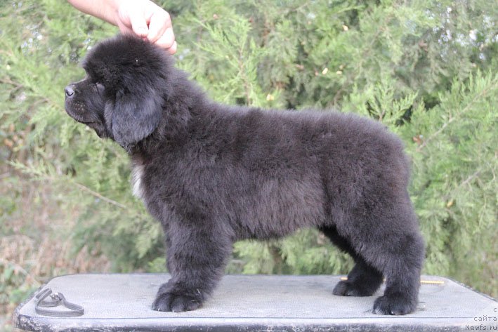 Фото: ньюфаундленд Zhizetta s Berega Dona (Жизетта с Берега Дона)