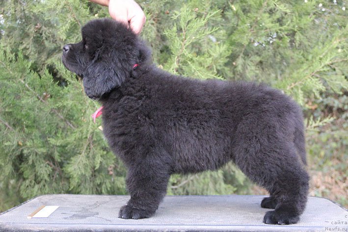 Фото: ньюфаундленд Zhenrietta  s Berega Dona (Женриетта с Берега Дона)