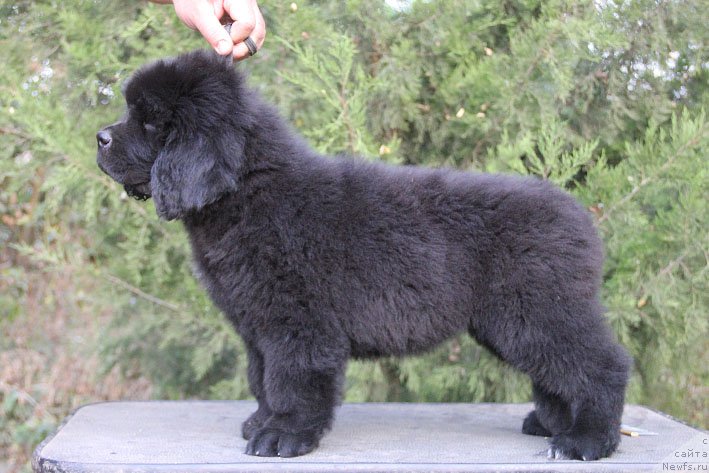 Фото: ньюфаундленд Zhorzhetta s Berega Dona (Жоржетта с Берега Дона)