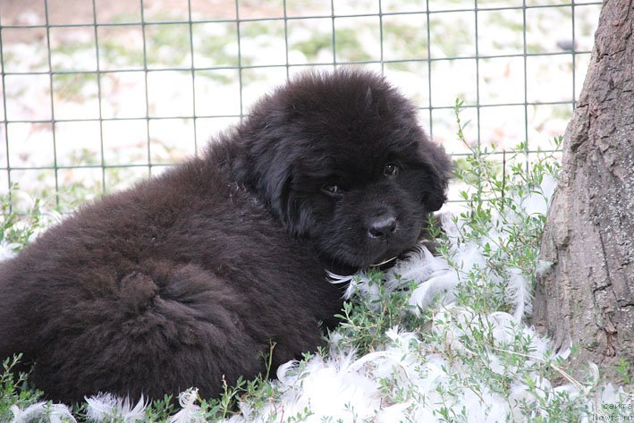 Фото: ньюфаундленд Zhanetta s Berega Dona (Жанетта с Берега Дона)