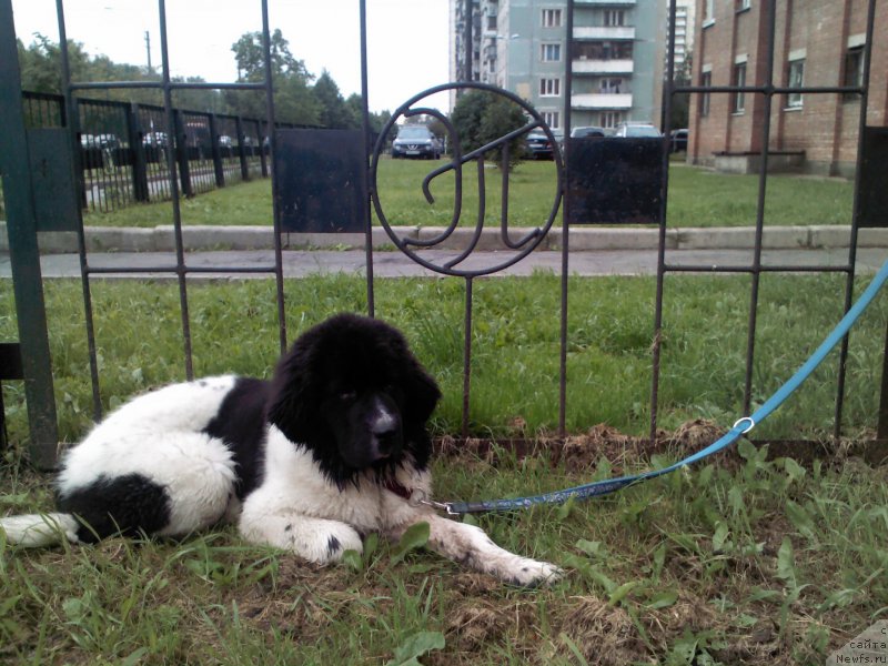 Фото: ньюфаундленд Dar Bogov from Rashn Bear (Дар Богов фром Рашн Беар)