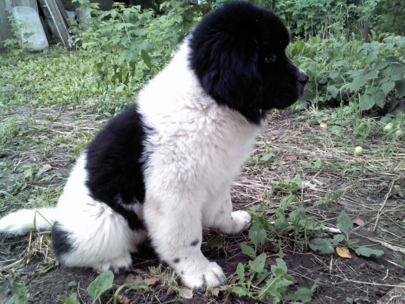 Фото: ньюфаундленд Dar Bogov from Rashn Bear (Дар Богов фром Рашн Беар)