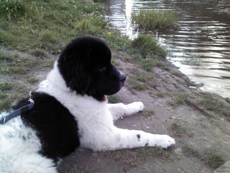 Фото: ньюфаундленд Dar Bogov from Rashn Bear (Дар Богов фром Рашн Беар)