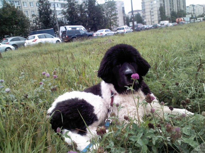 Фото: ньюфаундленд Dar Bogov from Rashn Bear (Дар Богов фром Рашн Беар)