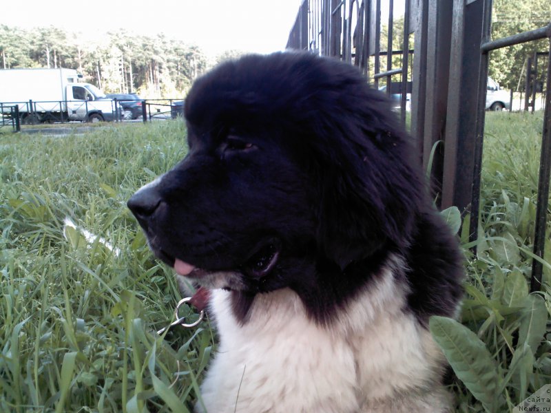 Фото: ньюфаундленд Dar Bogov from Rashn Bear (Дар Богов фром Рашн Беар)