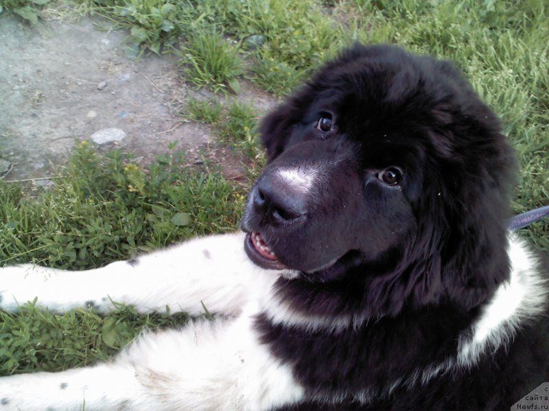 Фото: ньюфаундленд Dar Bogov from Rashn Bear (Дар Богов фром Рашн Беар)