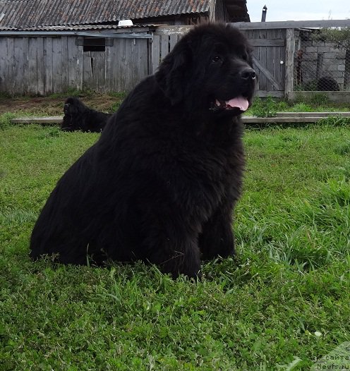 Фото: ньюфаундленд Feliciya (Фелиция)