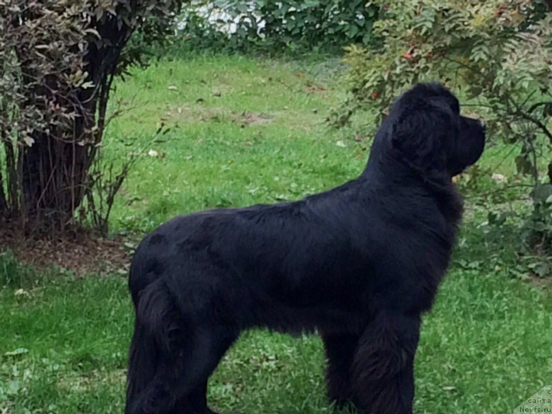 Фотография № 190907