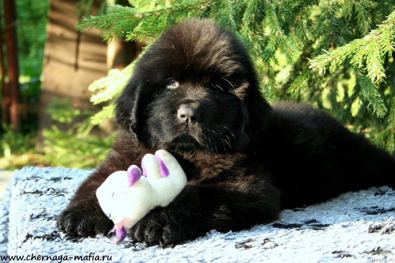 Фотография № 190910