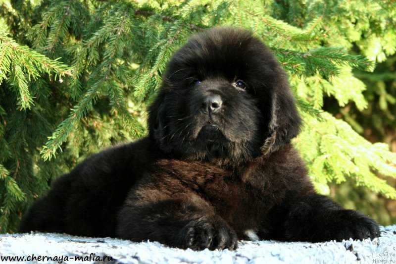 Фотография № 190911