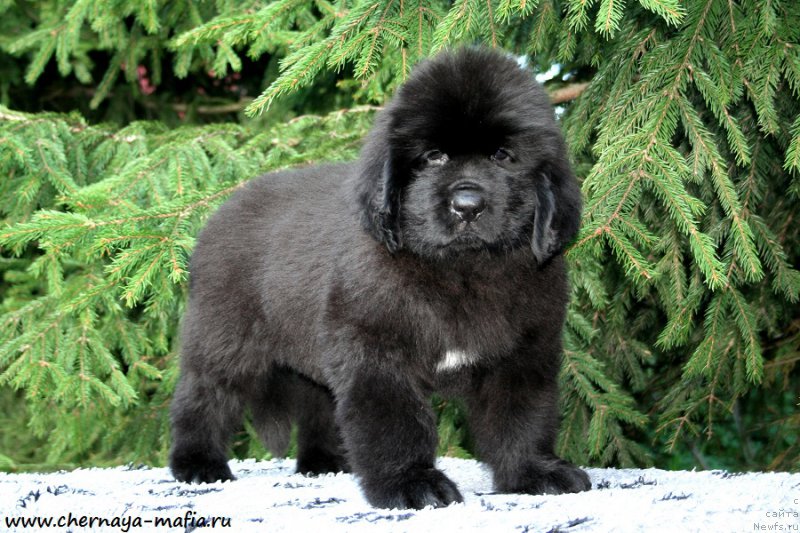 Фотография № 190914