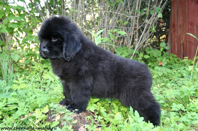 Фотография № 190915