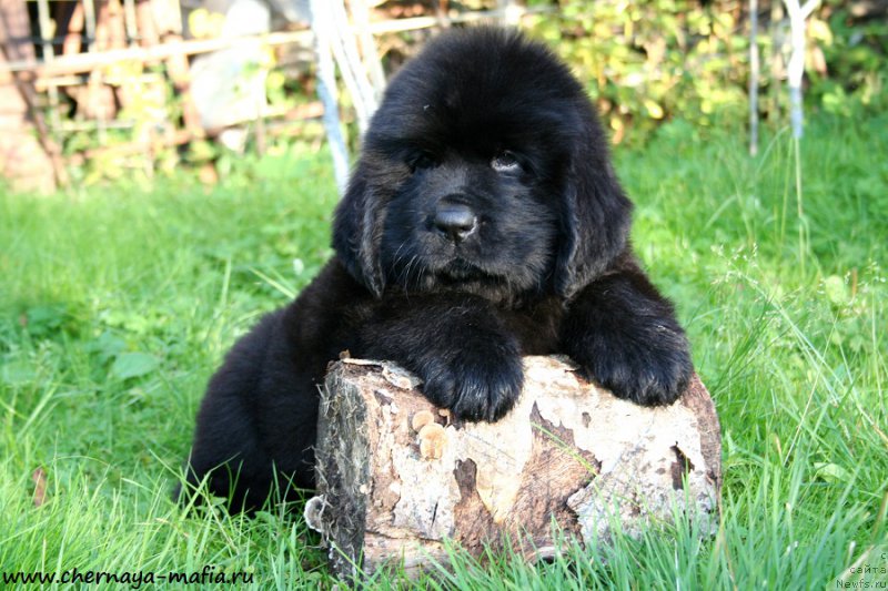 Фотография № 190916