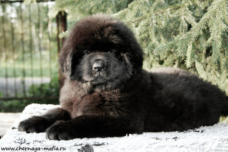 Фотография № 190917