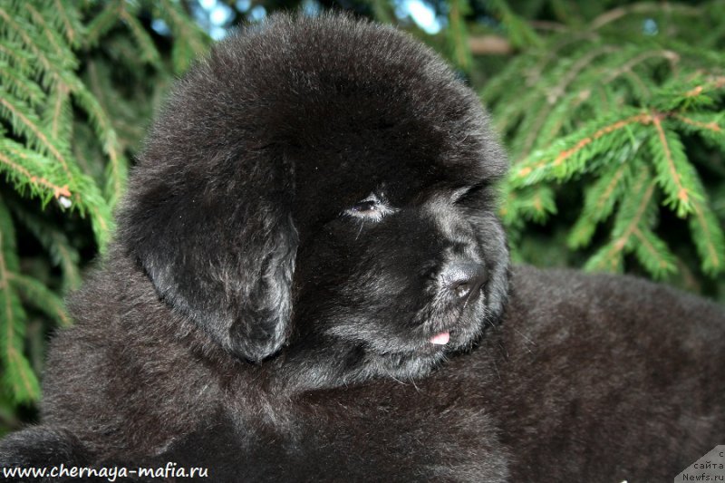 Фотография № 190918