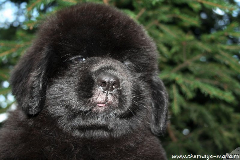 Фотография № 190919