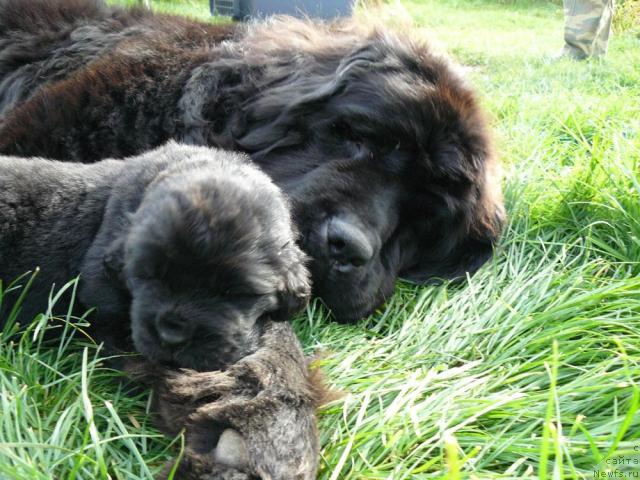 Фото: ньюфаундленд Berta (Берта), её щенок