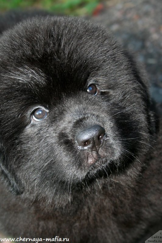 Фотография № 190921