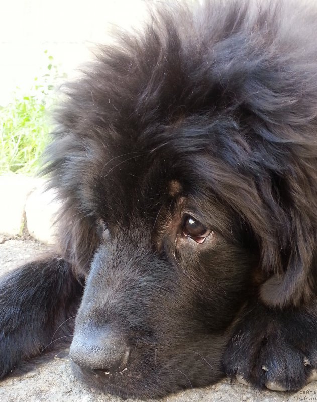 Фото: ньюфаундленд Kiper Soul Simba (Кипер Соул Симба)