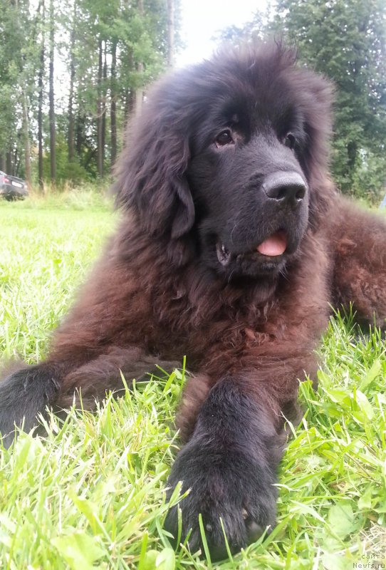 Фото: ньюфаундленд Kiper Soul Simba (Кипер Соул Симба)