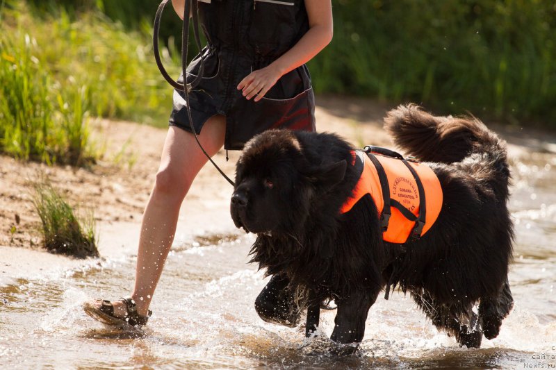 Фото: ньюфаундленд Kiper Soul Layon Hyeert (Кипер Соул Лайон Хэерт)