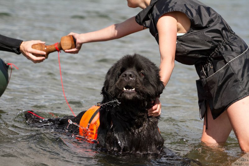 Фото: ньюфаундленд Kiper Soul Layon Hyeert (Кипер Соул Лайон Хэерт)
