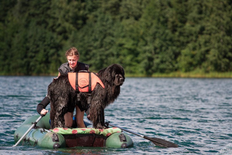 Фото: ньюфаундленд Kiper Soul Layon Hyeert (Кипер Соул Лайон Хэерт), Ol'ga Ivanova (Ольга Иванова)